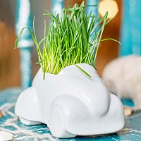 набор для выращивания eco машина в Томске
