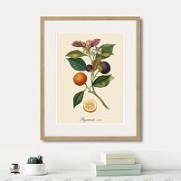 картина: juicy fruit lithography №11, 1870г. в Томске