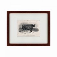 картина: a devon bull, 1849 в Томске