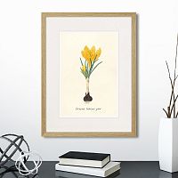 картина: botany illustration №10, 1836г. в Томске
