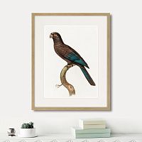 картина: beautiful parrots №10, 1872г. в Томске
