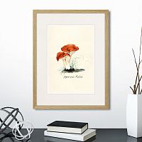 картина: botany illustration №5, 1836г. в Томске