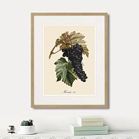картина: juicy fruit lithography №12, 1870г. в Томске