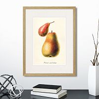 картина: botany illustration №16, 1836г. в Томске