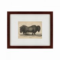 картина: bison, 1828 в Томске