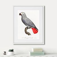 картина: beautiful parrots №2, 1872г. в Томске