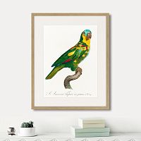 картина: beautiful parrots №11, 1872г. в Томске