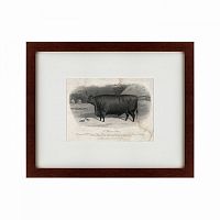 картина: a devon steer, 1869 в Томске