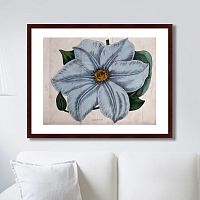 картина: exotic plants of the world №13, 1815г. в Томске