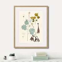 картина: fragmenta botanica №12, 1809г. в Томске