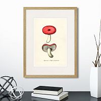 картина: botany illustration №12, 1836г. в Томске