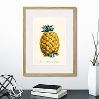 картина: botany illustration №17, 1836г. в Томске