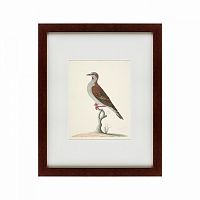 картина: the brown bird в Томске