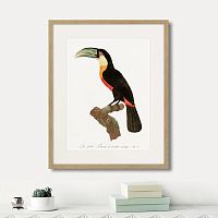 картина: beautiful toucans №1, 1806г. в Томске