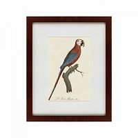 картина: ara macao (scarlet macaw), 1801 в Томске