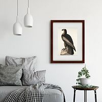 картина: great american sea eagle, 1837 в Томске