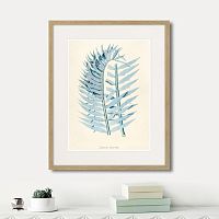 картина: fragmenta botanica №8, 1809г. в Томске