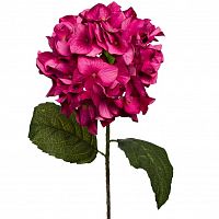 гортензия алая 85 см (12) в Томске