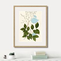 картина: fragmenta botanica №3, 1809г. в Томске