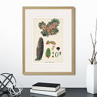 картина: botany illustration №2, 1836г. в Томске