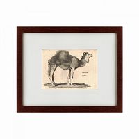 картина: arabian camel, 1809 в Томске