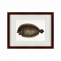 картина: sole fish, 1722 в Томске