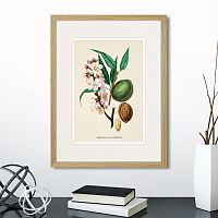 картина: botany illustration №24, 1836г. в Томске