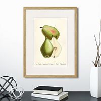 картина: botany illustration №19, 1836г. в Томске