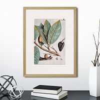 картина: exotic plants of the world №5, 1815 (ii) в Томске