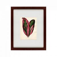 картина: botanical leaf dracaena, 1870 в Томске