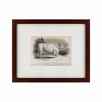 картина: a short horned bull, 1849 в Томске