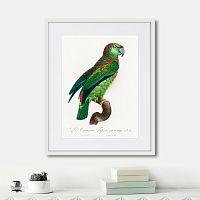 картина: beautiful parrots №4, 1872г. в Томске