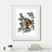 картина: eastern screech owl, 1845г. в Томске