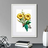 картина: caribian flora yellow allamanda, 1740г. в Томске