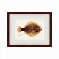 картина: southern pacific fish illustration, 1850 в Томске