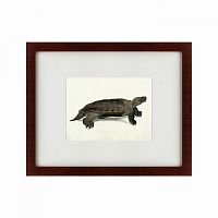 картина: a hand-painted illustration of an arakan forest turtle, 1872 в Томске