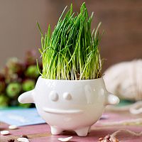 набор для выращивания eco кру в Томске