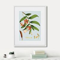 картина: himalaya plants white and orangered flowers, 1869г. в Томске