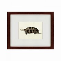 картина: a hand-painted illustration of an elongated tortoise, 1873 в Томске