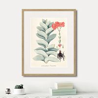 картина: fragmenta botanica №4, 1809г. в Томске