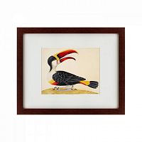 картина: white-throated toucan, 1716 в Томске