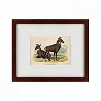 картина: two nilgais, 1830 в Томске