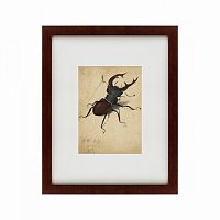 картина: stag beetle, 1505 в Томске