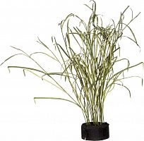 декор reeds and leaves в Томске