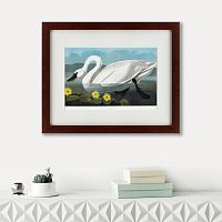 картина: common american swan, 1838 в Томске