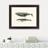 картина: humpback whale (megaptera versabilis), 1859 в Томске