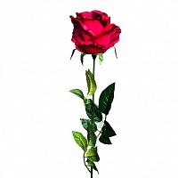 роза бордовая 71 см (24) в Томске