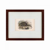 картина: armadillo, 1860 в Томске