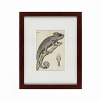 картина: chameleon, 1706 в Томске