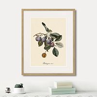 картина: juicy fruit lithography №5, 1870г. в Томске